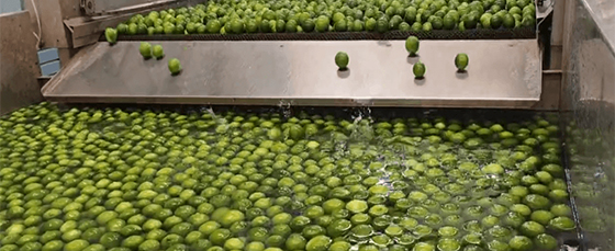 3 T/H Fully Automatic Lemon Washing Line for Chilean