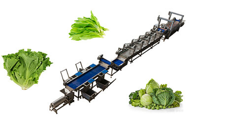 Leaf Vegetable Processing Solutions
